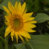 季節の花MLIII！