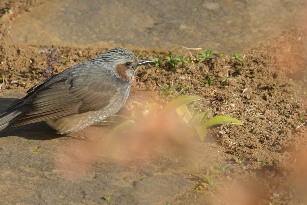 身近にいる野鳥DXIX！