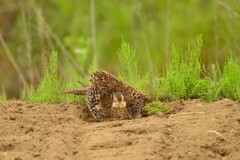 身近にいる野鳥CDXLVI！