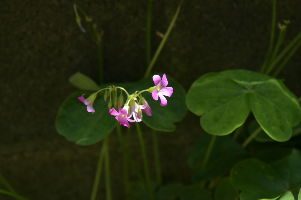 季節の花MCDXCIX！