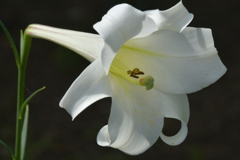 季節の花MDV! 季節の花MDV!