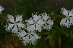 季節の花DCCLXXXII！