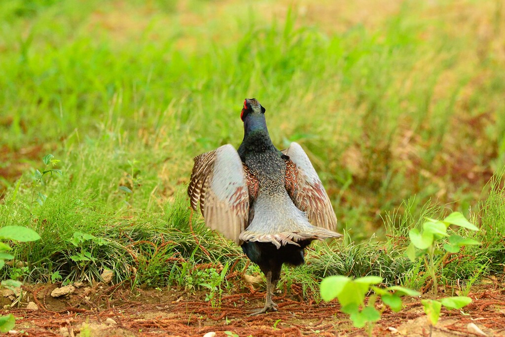 身近にいる野鳥DVI！