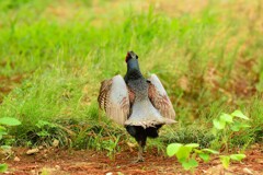 身近にいる野鳥DVI！