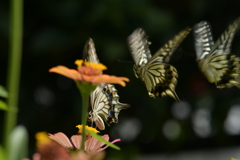 恋の季節CCLXXI！