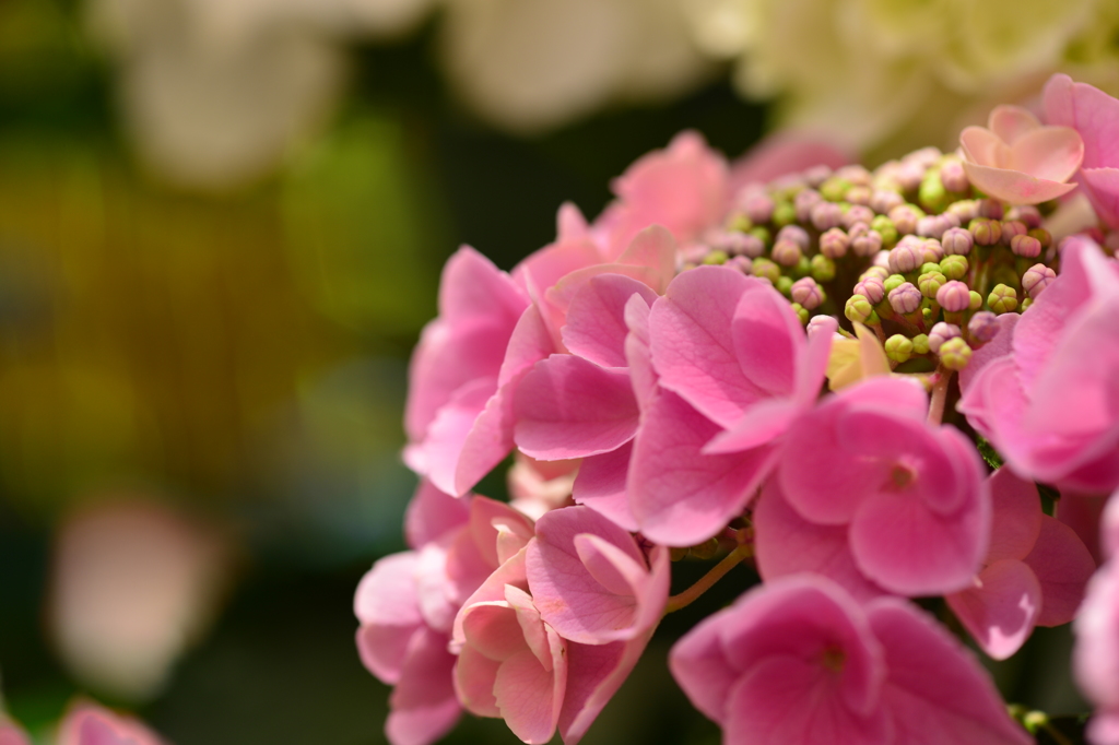 季節の花Ⅻ！