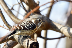 身近にいる野鳥CXCIII！