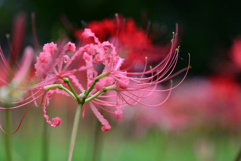 季節の花XXXIV！