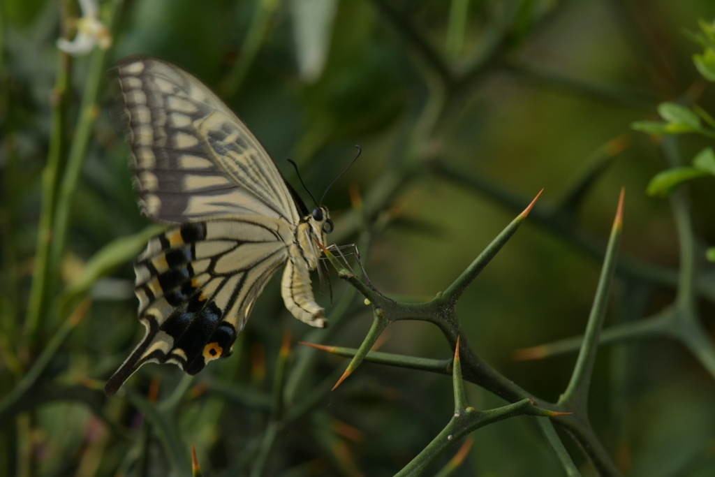 里山の蝶CDXXI！