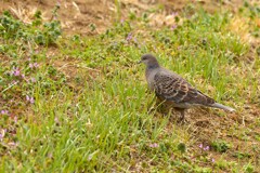 身近にいる野鳥DXXXII！