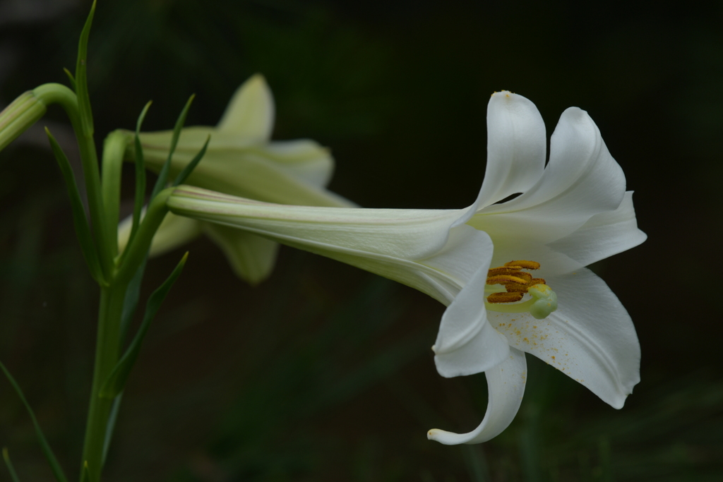 季節の花MXXXIII！