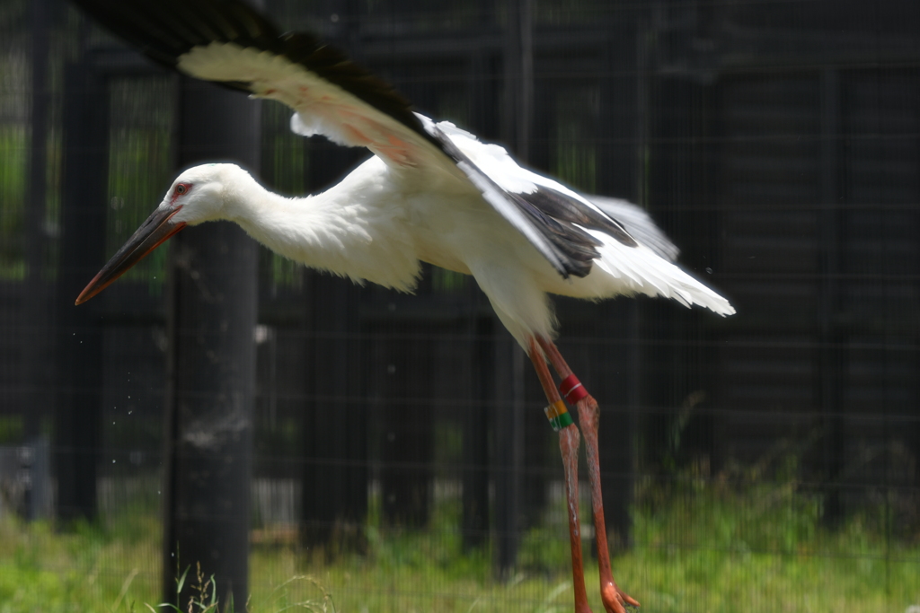 里山の野鳥CXXXIV！