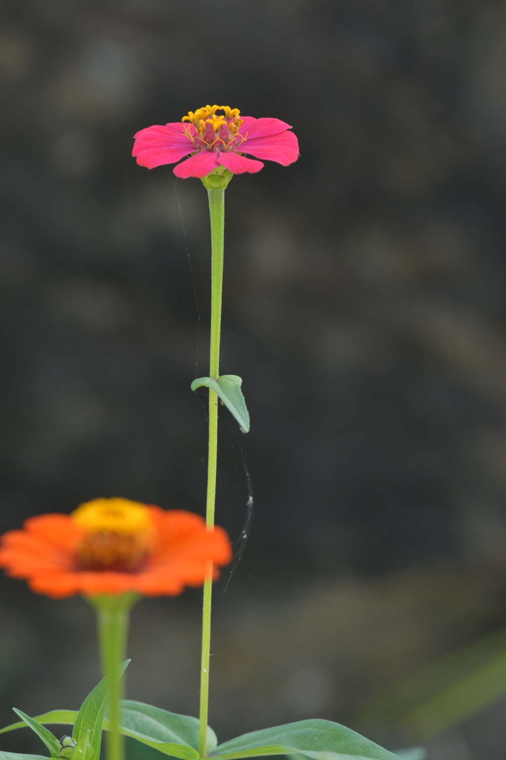 季節の花MDXIX！