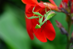 虫・昆虫と花XVII！