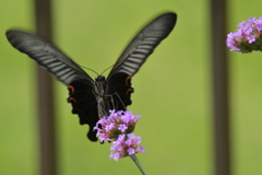 花と蝶II-LXXXVIII！