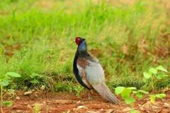 身近にいる野鳥DXI！