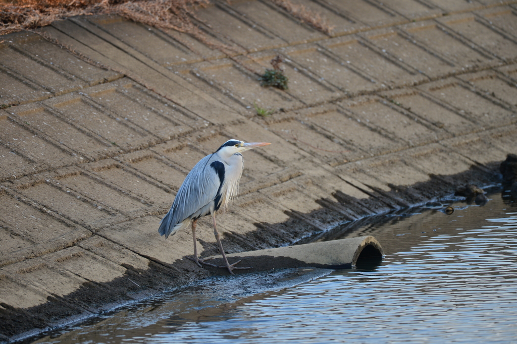 身近にいる野鳥CCCII！