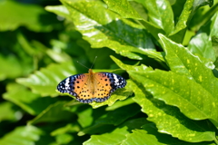 里山の蝶LVII！