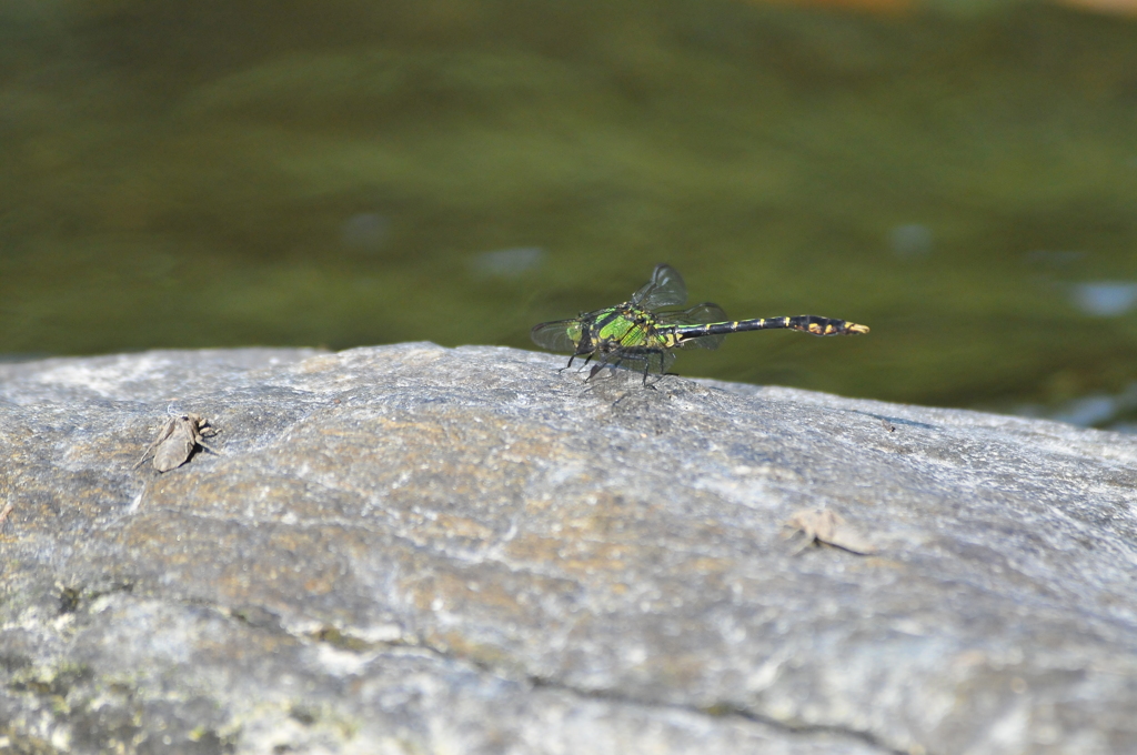 渓流の宝石Ⅵ！