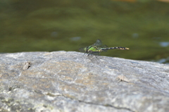 渓流の宝石Ⅵ！
