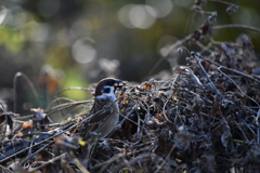 里山の野鳥LXV！