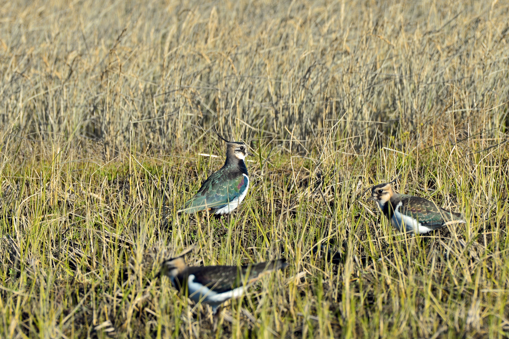 里山の野鳥XXV！