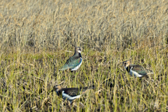 里山の野鳥XXV！