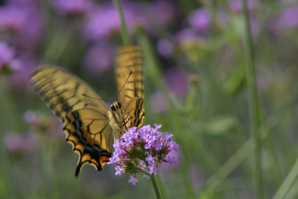 花と蝶II-LXXXI！