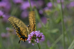 花と蝶II-LXXXI！