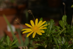 季節の花MDXXVII！