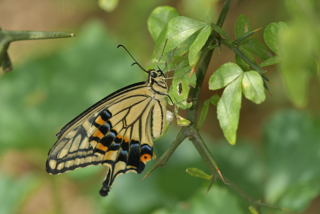 里山の蝶CDXVIII！