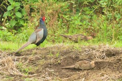 身近にいる野鳥CDLI！