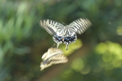 恋の季節CCLIX！