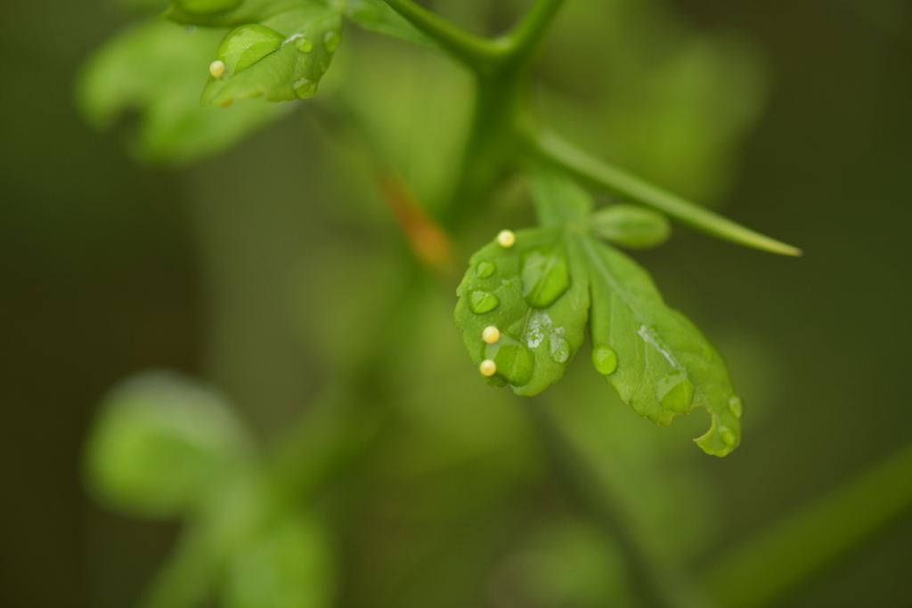 里山のトンボCDXXIII！