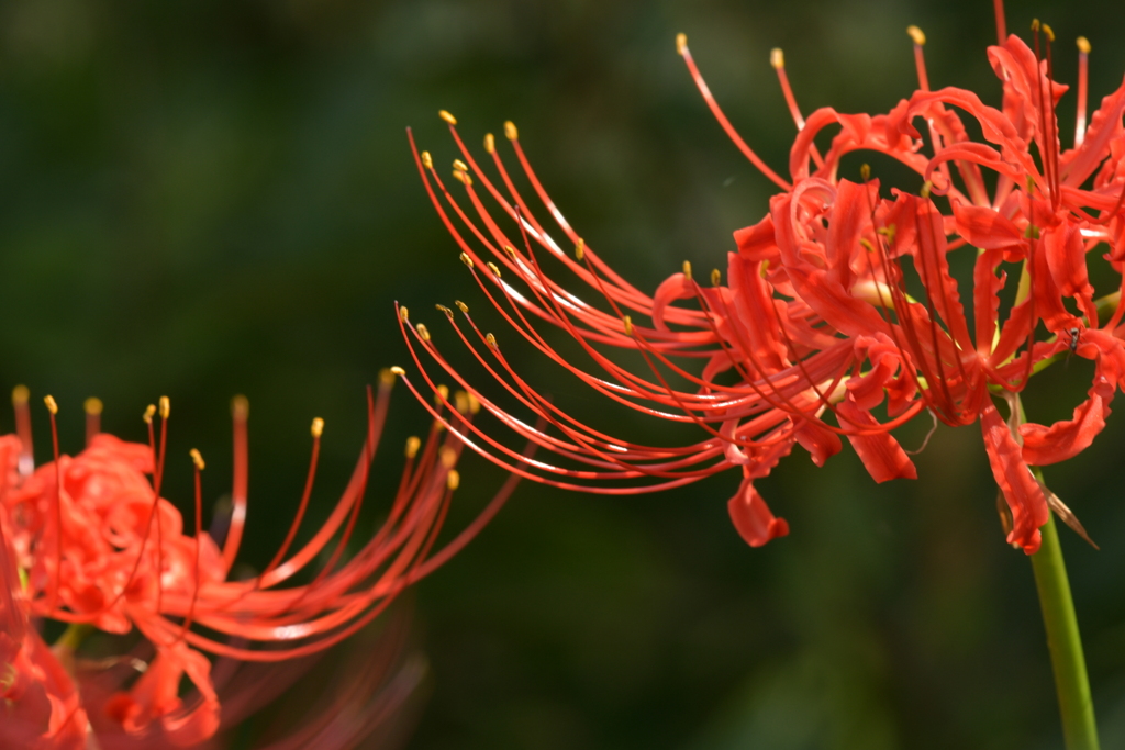 季節の花MCCCXXXVI