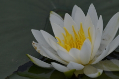 季節の花CDLXIX！