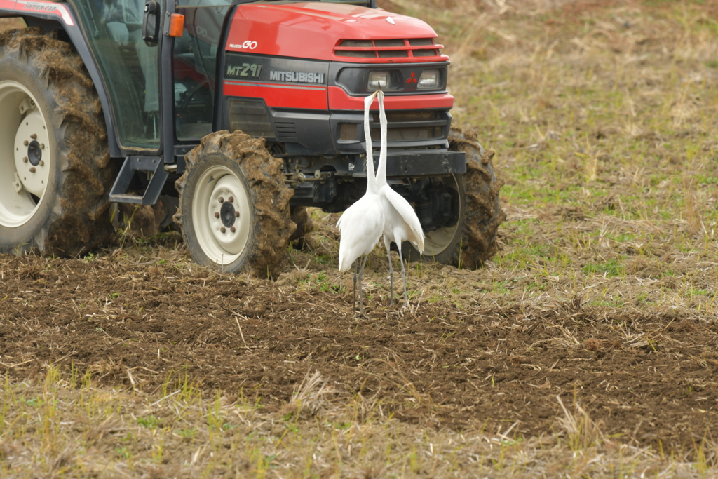 身近にいる野鳥DXIII！