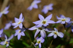 季節の花DCXXXII！