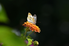 花と蝶CMXCIII！
