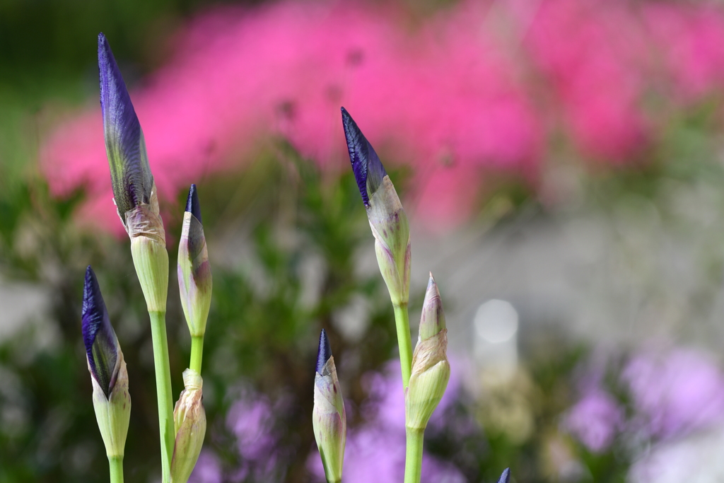 季節の花CCCLXXXI！