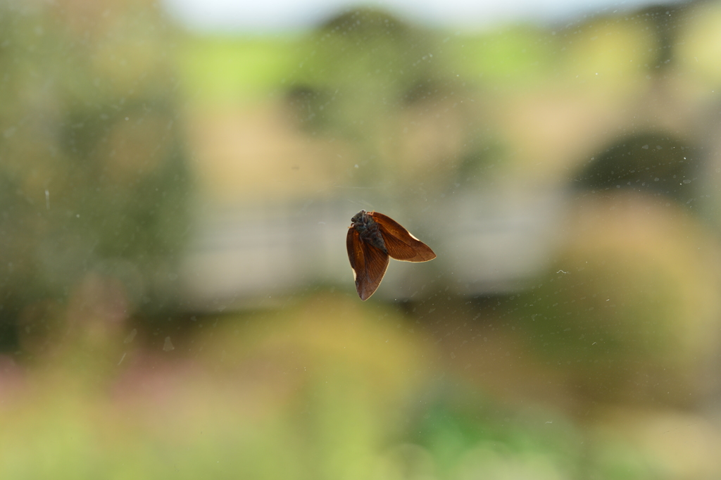 里山の昆虫XCVIII！