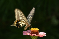 花と蝶II-XCIII！