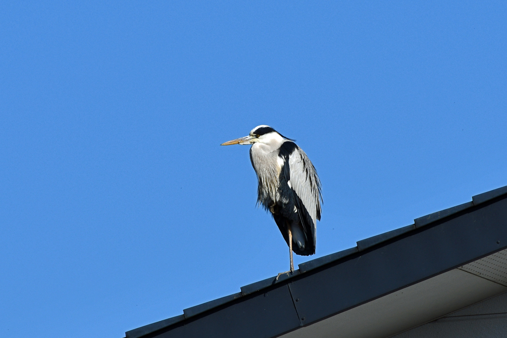 身近にいる野鳥CXXXI！