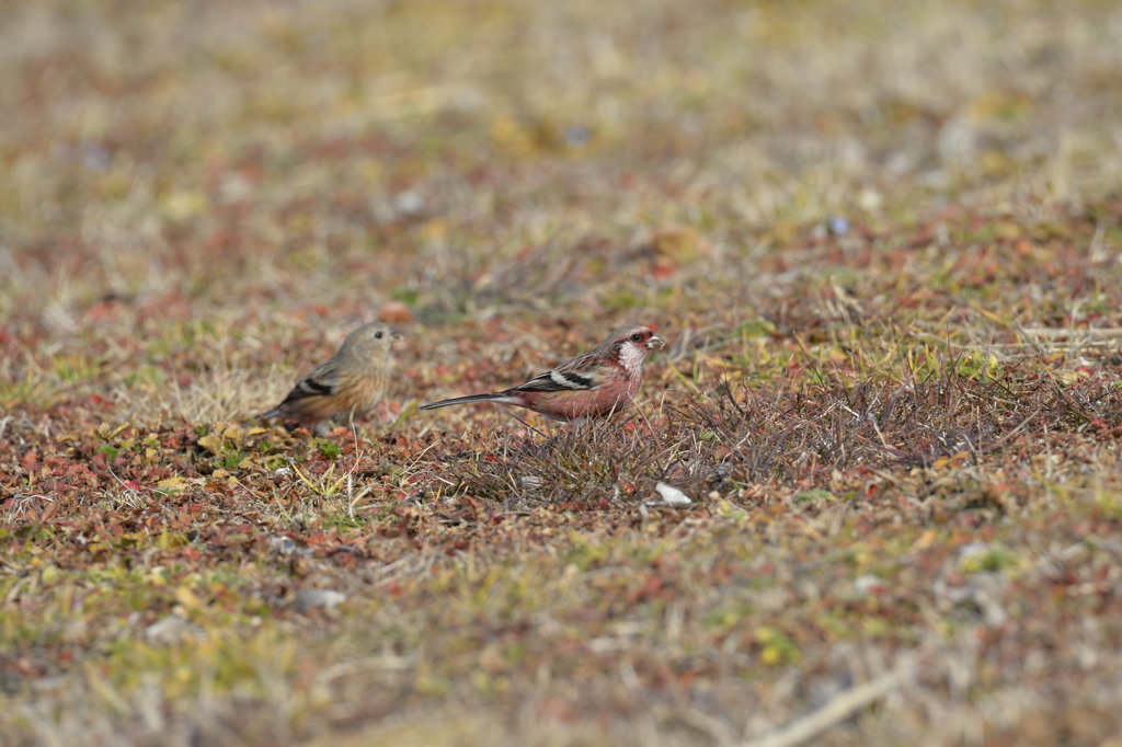 里山の野鳥XLVII！