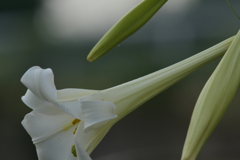 季節の花MDVII！