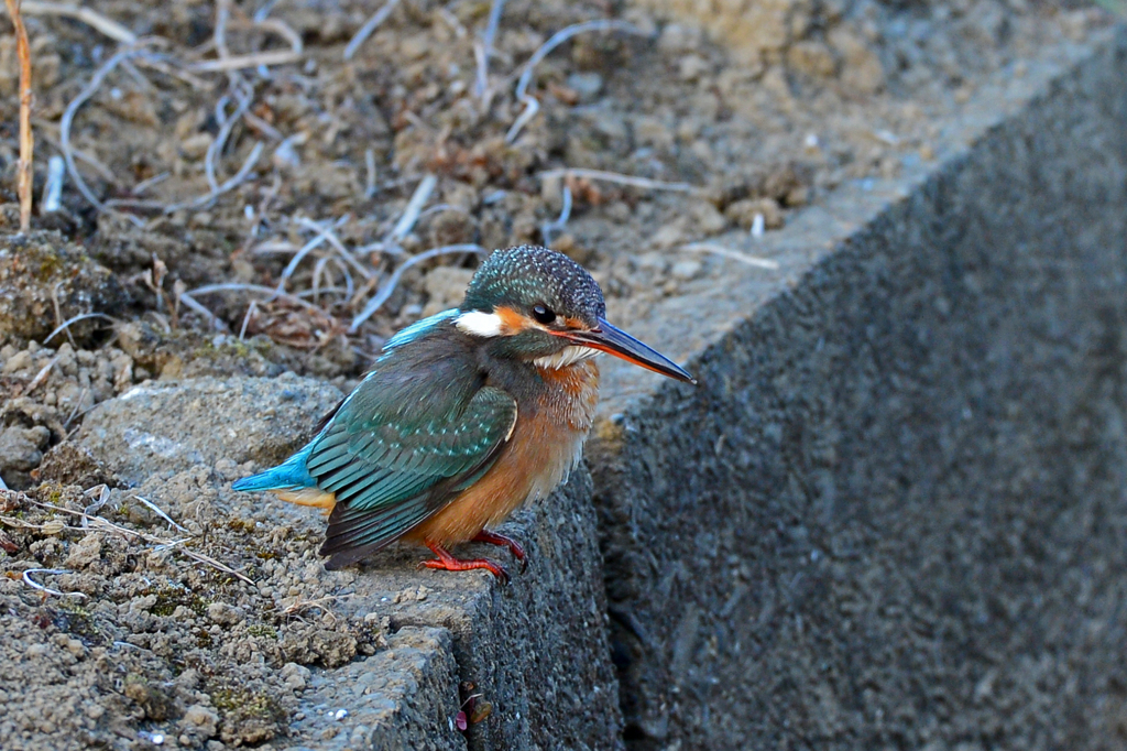 身近にいる野鳥CCLXVII！