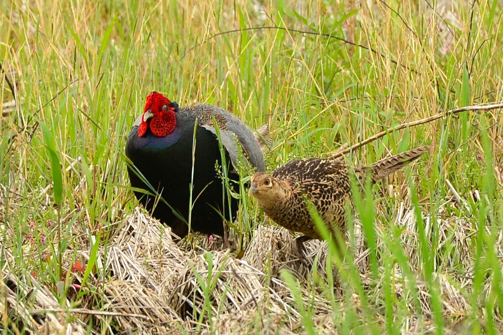 身近にいる野鳥CDLXIII！
