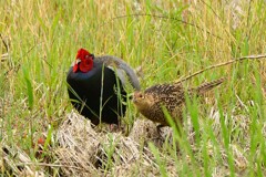 身近にいる野鳥CDLXIII！