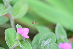 虫・昆虫と花XXV！