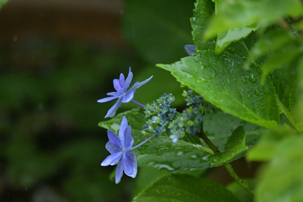 季節の花MCCCXIII！